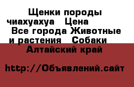 Щенки породы чиахуахуа › Цена ­ 12 000 - Все города Животные и растения » Собаки   . Алтайский край